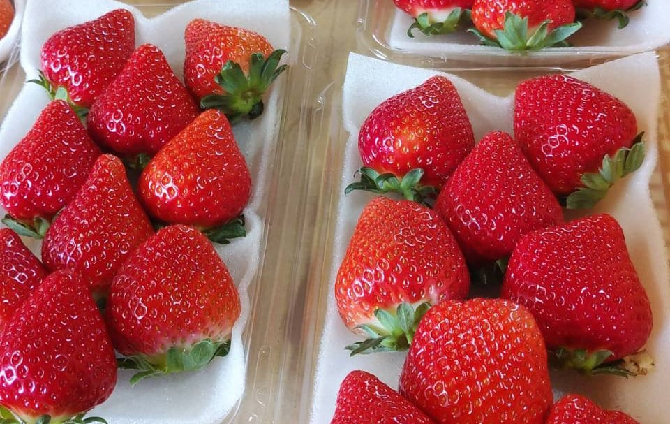 絢音ベリー農園 "絢" いちご 1kg (250g×4P )