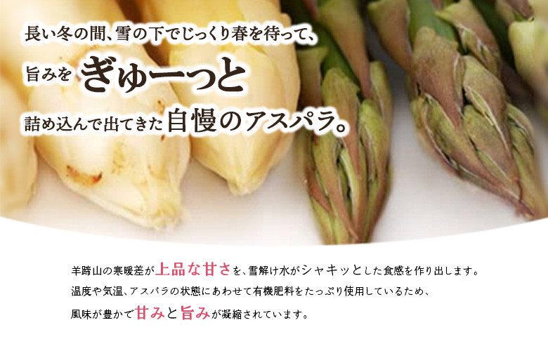 【先行予約】北海道留寿都村産　ホワイトアスパラ Mサイズ以上1kg