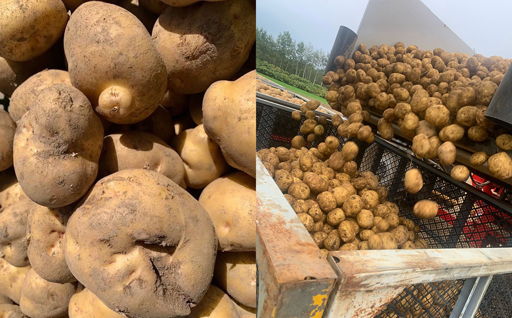 【訳あり】北海道産 じゃがいも キタアカリ M～2Lサイズ混載 約20kg 1箱 山田農場
