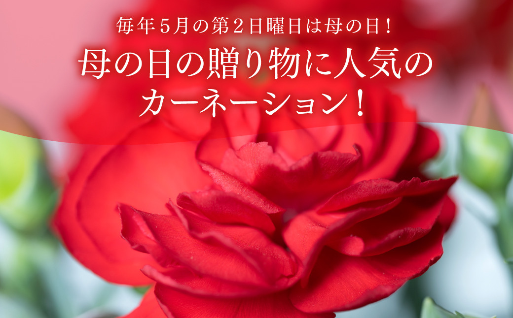 毎年5月の第2日曜日は母の日！母の日の贈り物に人気のカーネーション！