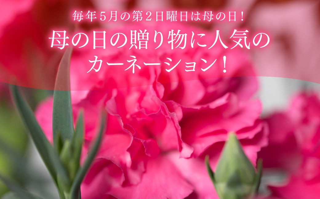 毎年5月の第2日曜日は母の日！母の日の贈り物に人気のカーネーション！