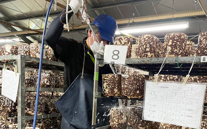 プレミアムきんたろうしいたけしいたけ シイタケ 椎茸 国産 肉厚