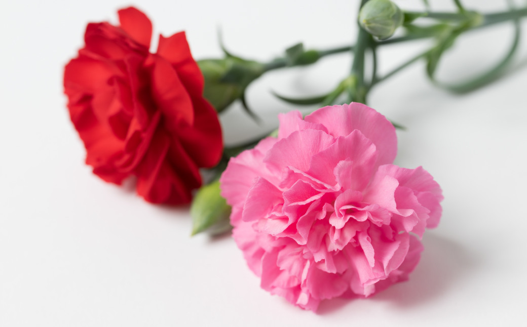 母の日 ポットカーネーション ピンク