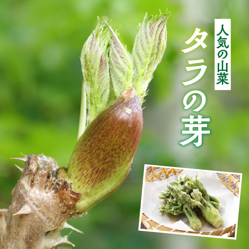 春を先取り♪厳選タラの芽