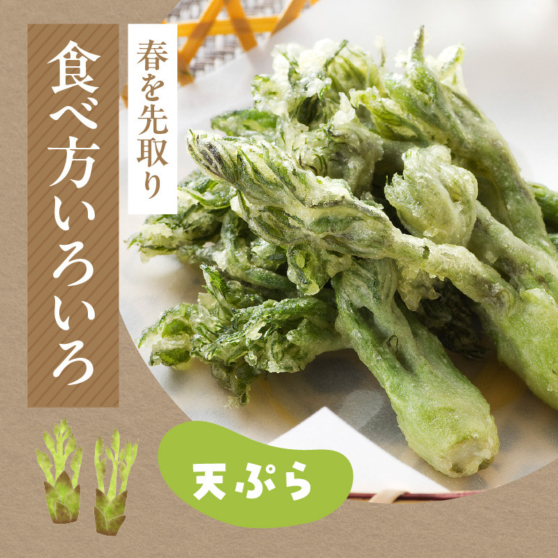 春を先取り♪厳選タラの芽