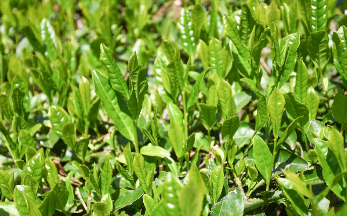 お茶 煎茶 茶葉 大東茶 大容量 習慣 お菓子 茶菓子 スイーツ 島根県 雲南市