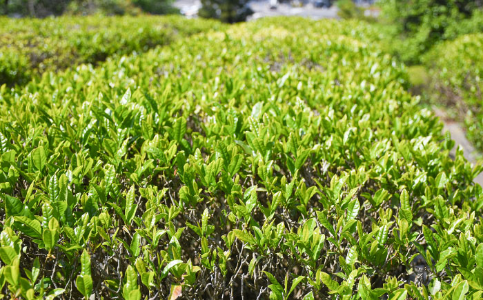 お茶 煎茶 茶葉 大東茶 大容量 習慣 お菓子 茶菓子 スイーツ 島根県 雲南市
