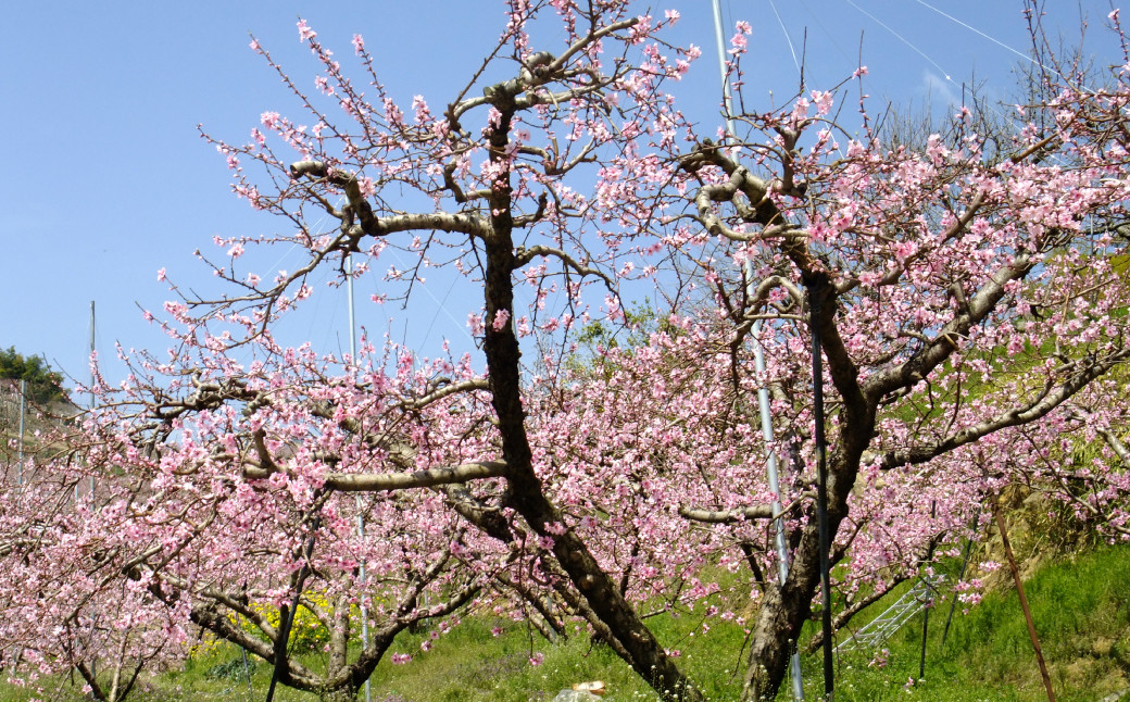 【訳アリ家庭用】岡山白桃 3.8kg〈もっとも旬な品種の桃をお届け〉