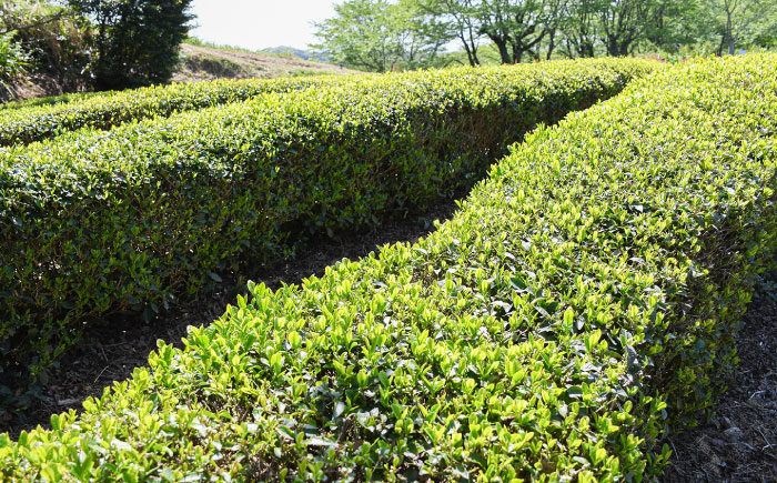 お茶 煎茶 茶葉 大東茶 大容量 習慣 お菓子 茶菓子 スイーツ 島根県 雲南市