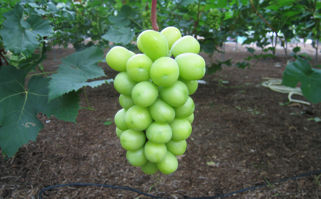 【先行予約】シャインマスカット 晴王 1房 800g以上