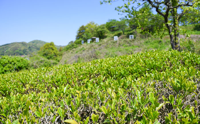 お茶 煎茶 茶葉 大東茶 大容量 習慣 お菓子 茶菓子 スイーツ 島根県 雲南市