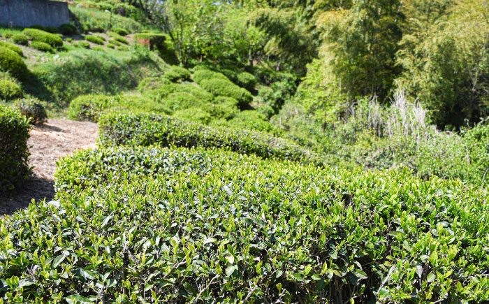 お茶 煎茶 茶葉 大東茶 大容量 習慣 お菓子 茶菓子 スイーツ 島根県 雲南市