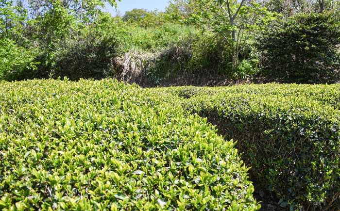 お茶 煎茶 茶葉 大東茶 大容量 習慣 お菓子 茶菓子 スイーツ 島根県 雲南市