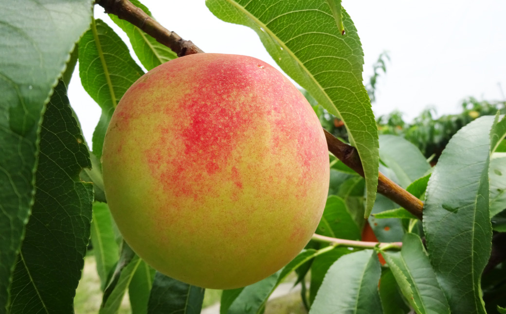 もっとも旬な桃をお届け 岡山の桃 3.8キロ