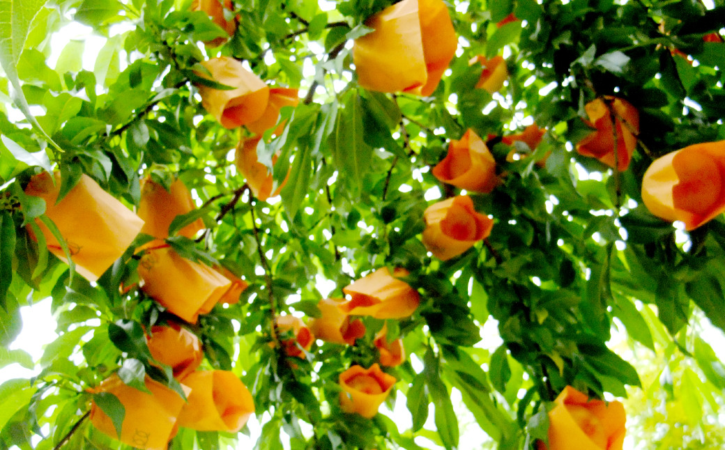 清水白桃 2キロ