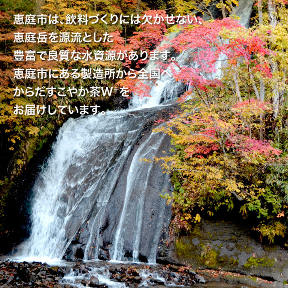 【定期便：3回（毎週発送）】からだすこやか茶W+ 350ml×24本