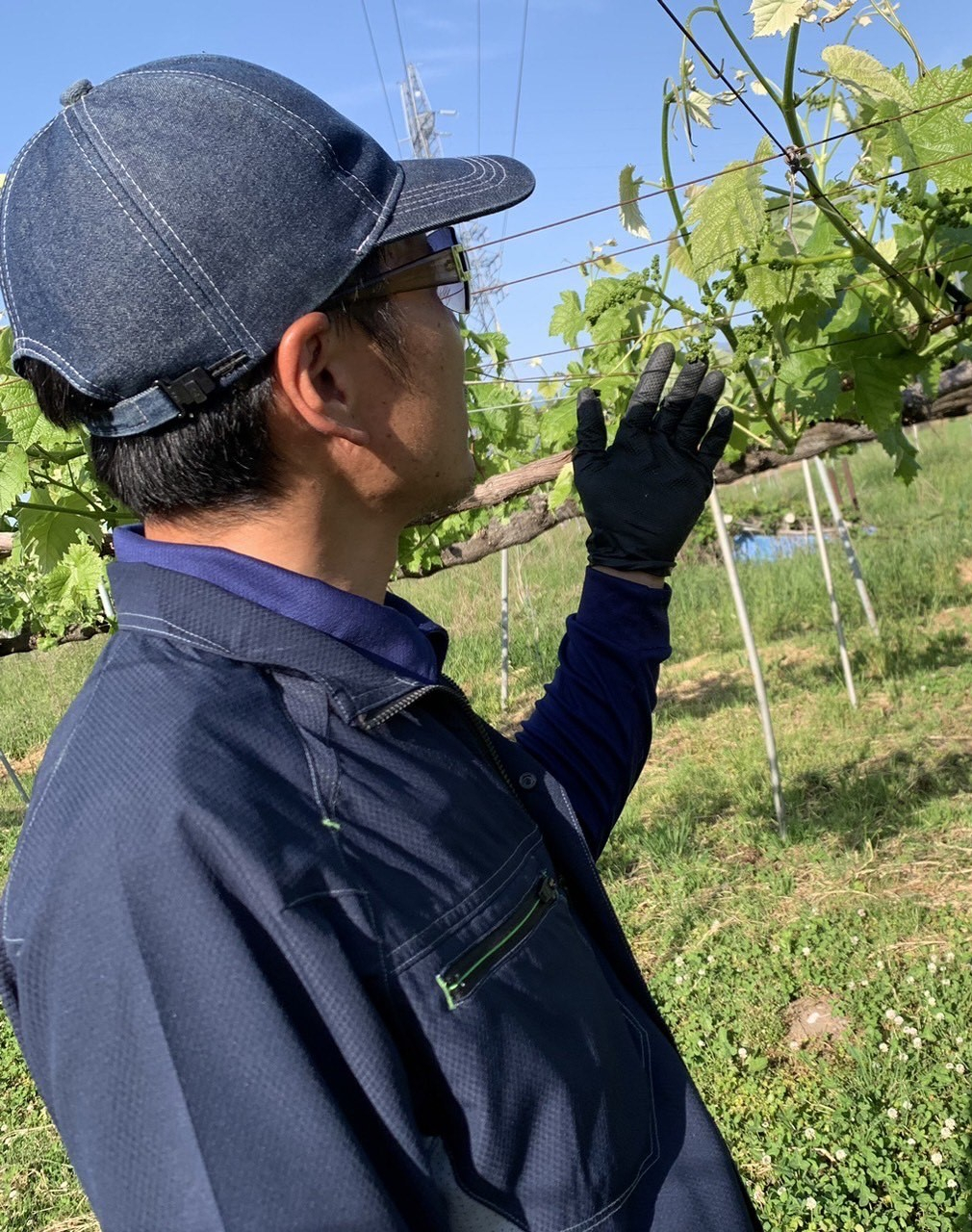  シャインマスカット 約1kg(2房 ~ 3房)