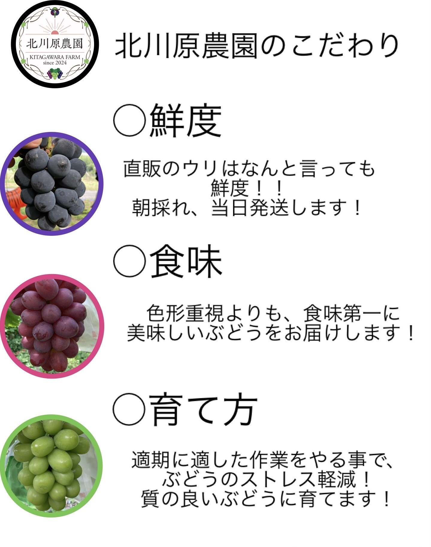  種なしぶどう クイーンルージュ® 約1kg 