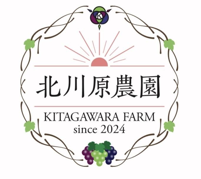  種なしぶどう クイーンルージュ® 約1kg 