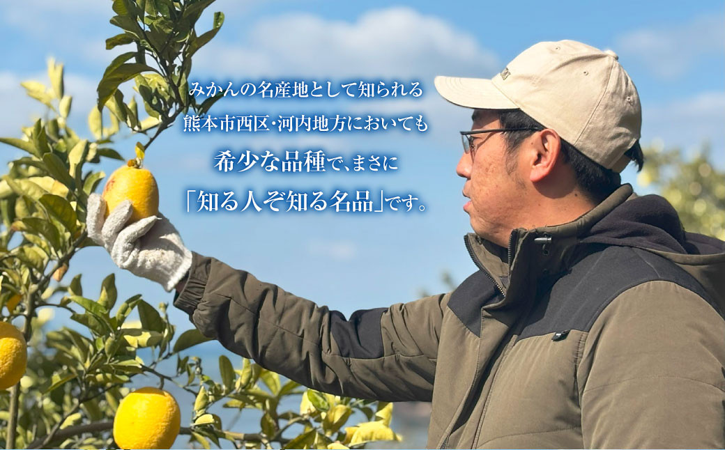 ～幻の柑橘～　弓削瓢柑（ゆげひょうかん） 約5kg