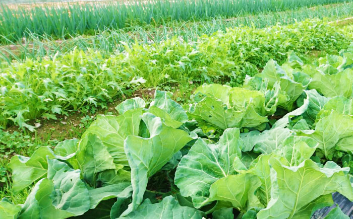 【4回定期便】高知県産 土佐季節の野菜詰め合せセット/3ヵ月に1回 野菜 定期 お野菜 高知 やさい 季節もの【香稜苑】 [AT