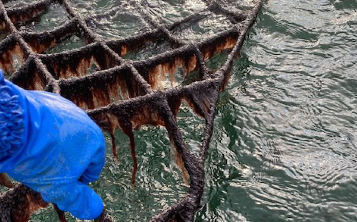 とろける贅沢初摘みのり 乾物 海苔 味付のり 焼きのり のり 詰合せ 贈答