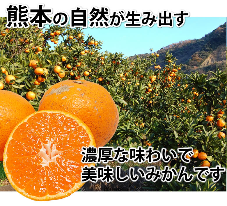 訳あり みかん 計10kg