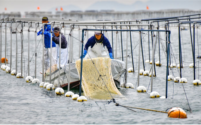 海苔職人が紡ぐ、至極のごはんのお供 海苔 佃煮 生海苔 バラエティ 海産物