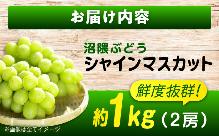 沼隈ぶどう シャインマスカット 2025年先行予約 数量限定 期間限定 ブドウ 葡萄 種なし シャインマスカット 果物 フルーツ