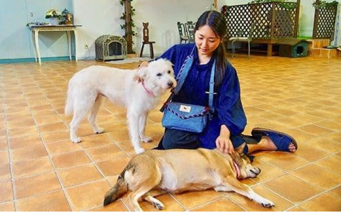 散歩用小道具をスッキリ収納! バッグ かばん ペット ショルダー 犬用