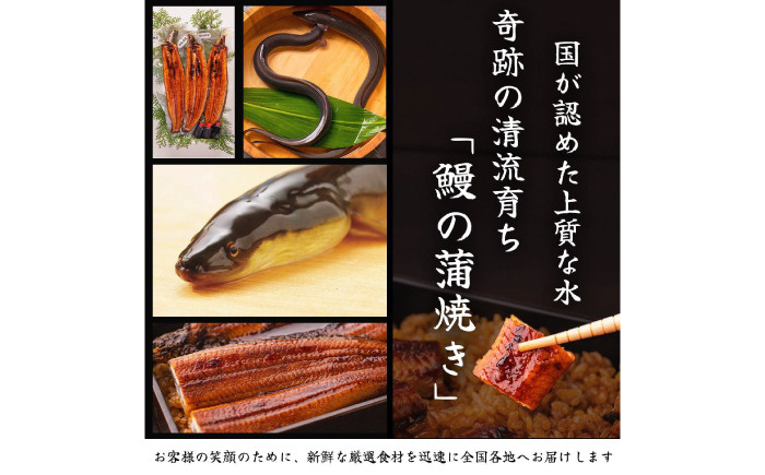 高知県産 うなぎ 長蒲焼3尾 約160g×3 3〜6人前/ 鰻 ウナギ 土用丑の日 高知産 うなぎ 【土佐黒潮水産】 [ATCQ