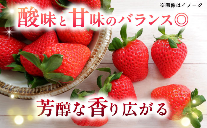 ベリーツ いちご イチゴ 苺 フルーツ 果物