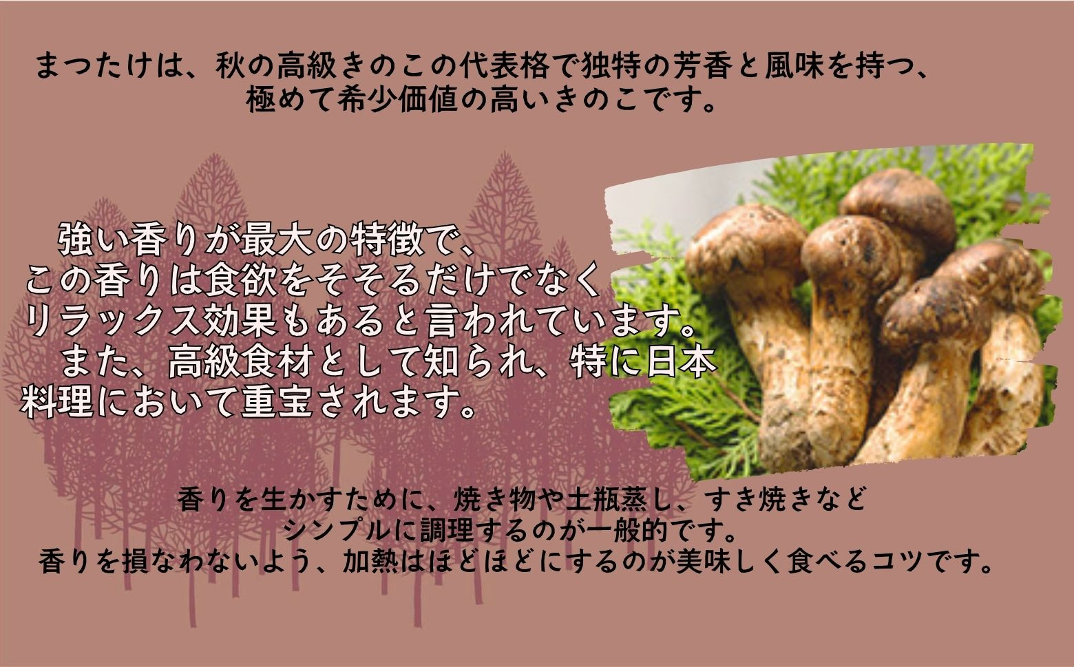 秋の高級きのこの代表格。まつたけ！