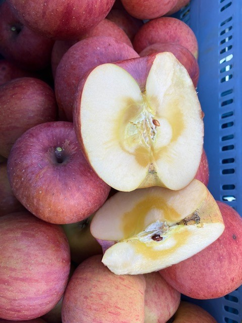 訳あり りんご サンふじ 家庭用 約5kg