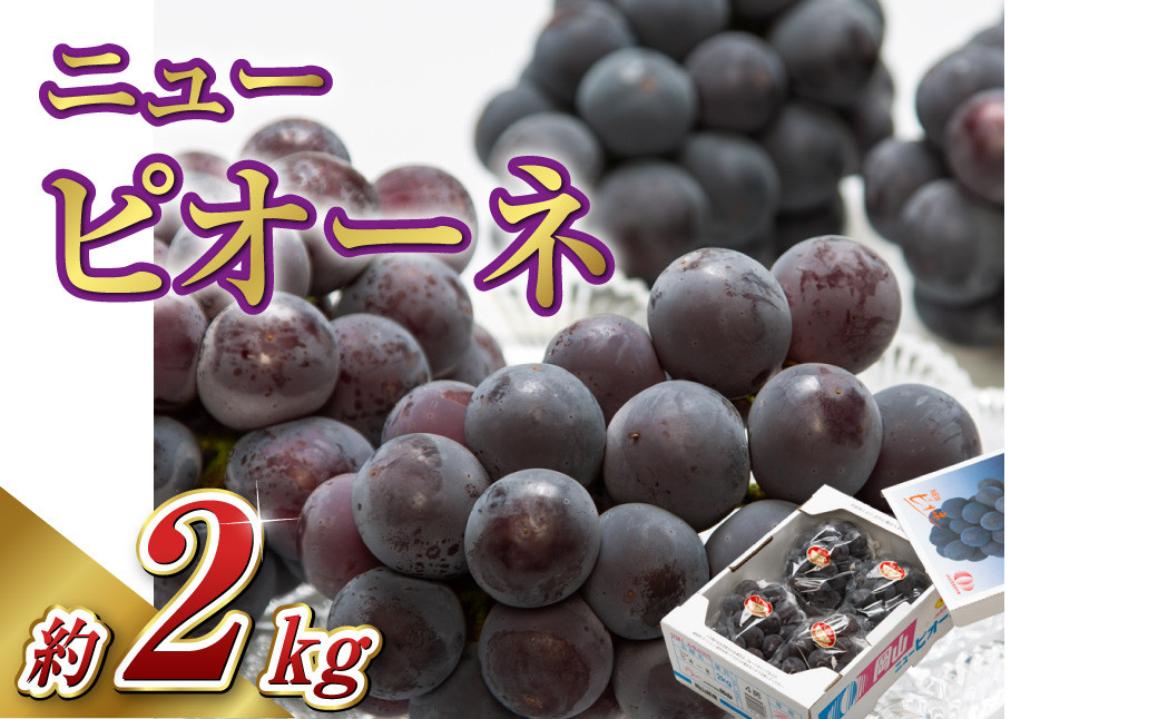 岡山県産 ニューピオーネ  4房