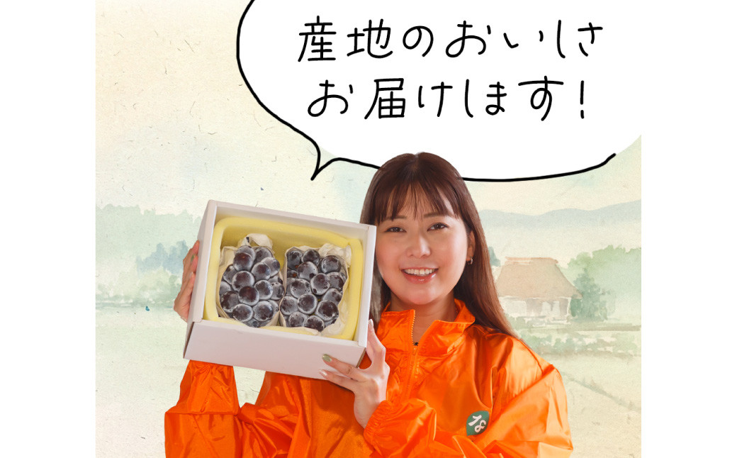 岡山県産 ニューピオーネ 2房（1房600g以上）