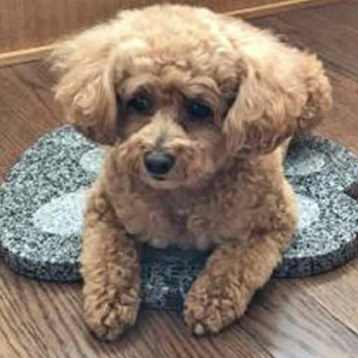 石製ペット用冷却ボード