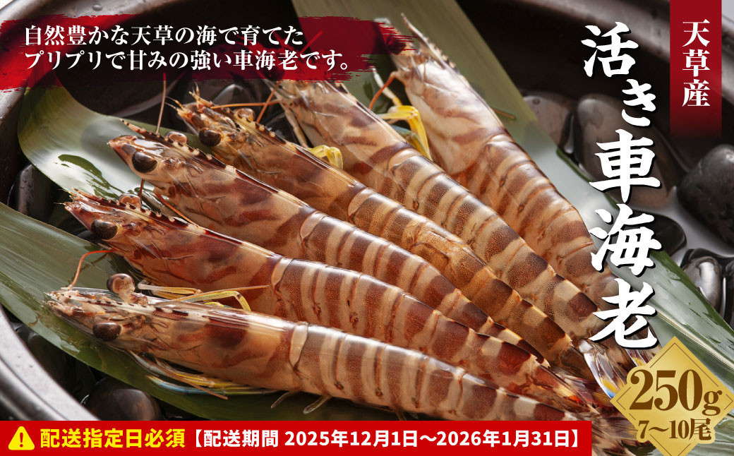【指定日必須】活き車海老250g