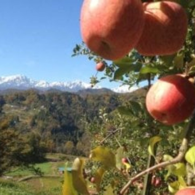 サンふじりんご100%ジュース1L2本