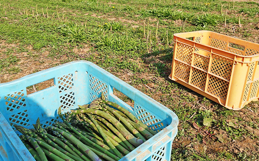 グリーンアスパラ 露地栽培 2L（約1kg相当）【2025年5月下旬～6月上旬発送予定】