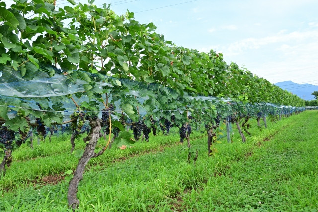 塩尻駅西口のぶどう棚で栽培・収穫したワイン。みずなら樽も塩尻市産です。