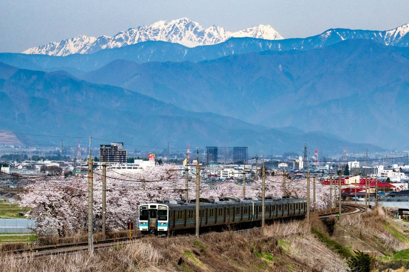 塩尻駅西口のぶどう棚で栽培・収穫したワイン。みずなら樽も塩尻市産です。