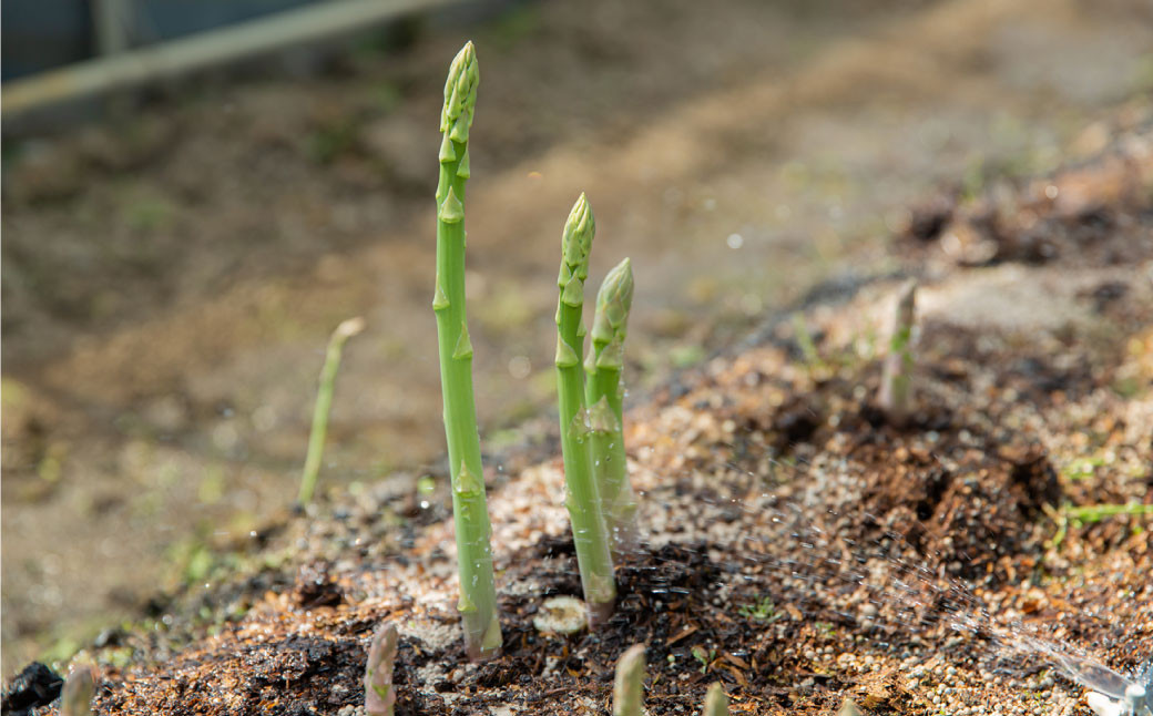 アスパラガス　800g