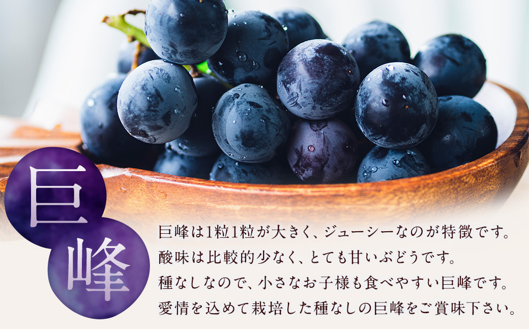 数量限定 種なし 巨峰  約350g×4パック 計約1.4kg ぶどう 福岡県産
