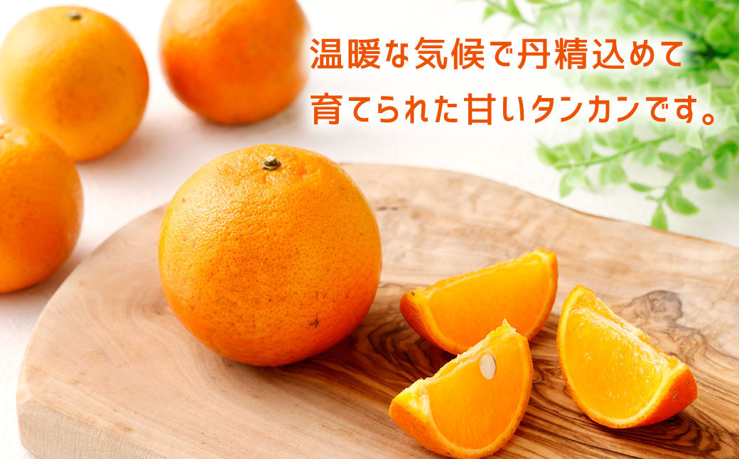 徳之島 天城町 徳州農園 家庭用 タンカン 5kg