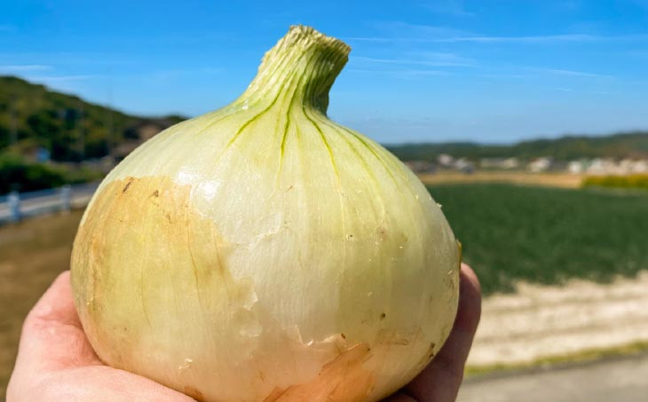 原田兄弟の一番玉ねぎ　５kg