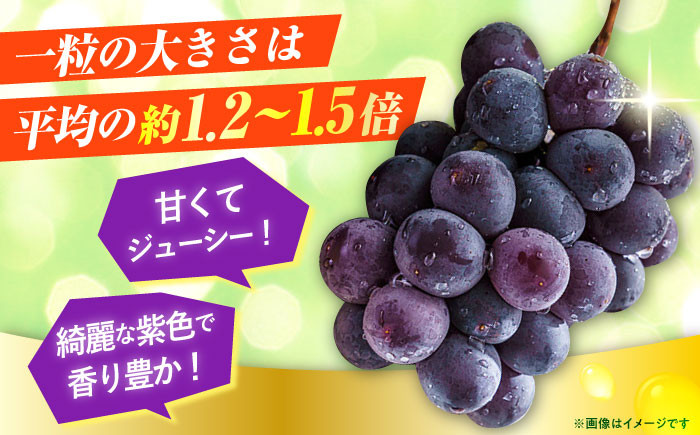 【期間限定】 ピオーネ 1箱（600〜700g×2房）フルーツ ぶどう 葡萄 ブドウ