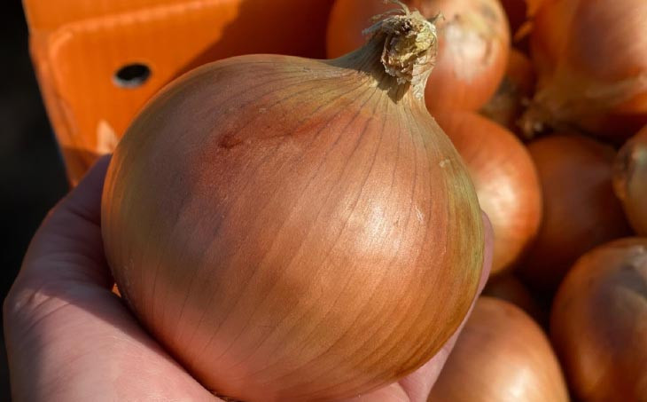 原田兄弟の一番玉ねぎ　10kg