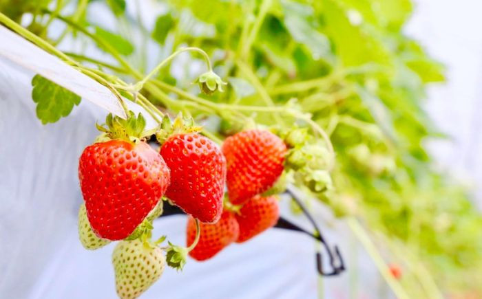 ジャム じゃむ いちごジャム 苺 イチゴ いちご 朝食 トースト 足寄町 北海道