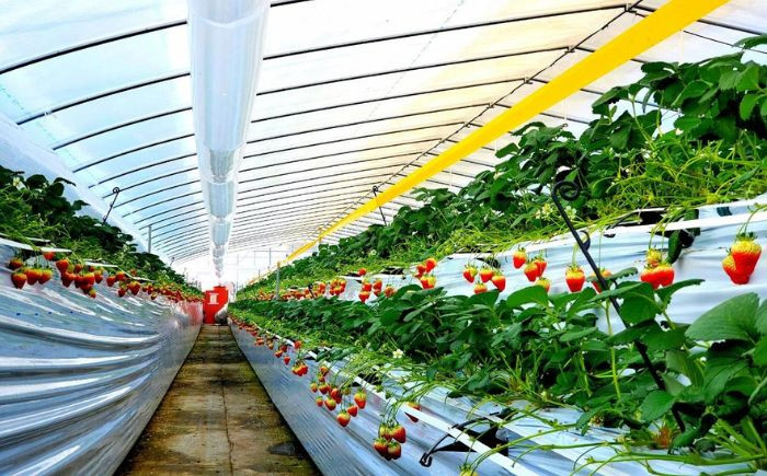 ジャム じゃむ いちごジャム 苺 イチゴ いちご 朝食 トースト 足寄町 北海道